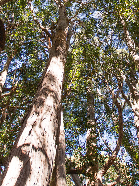 Eucalyptus Globulus