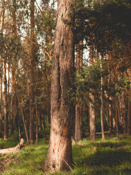 Eucalyptus Nitens