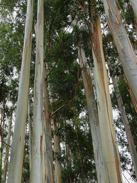 Eucalyptus Regnans
